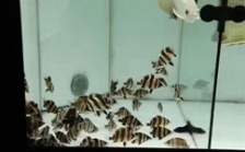  怎么調節(jié)水質硬度