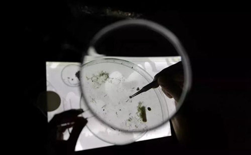 科學(xué)家確認(rèn)人體已被微塑料污染，污染源不僅是海洋