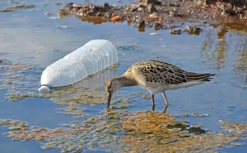 科學(xué)家確認(rèn)人體已被微塑料污染，污染源不僅是海洋